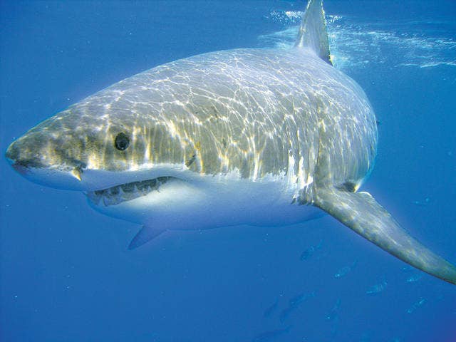 great whites off cape cod.jpg